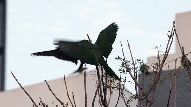 Mitred Parakeet - ML641408642