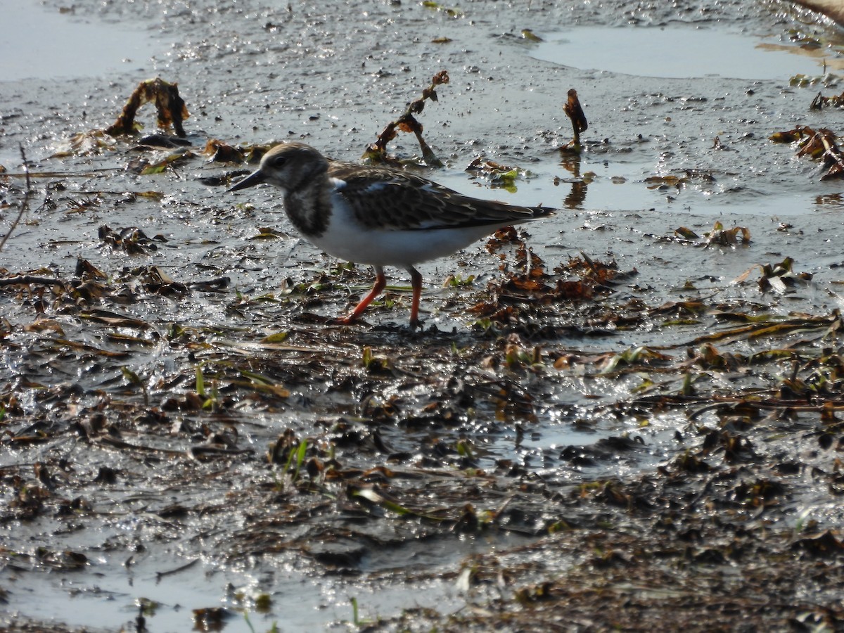 Ruddy Turnstone - ML641408650