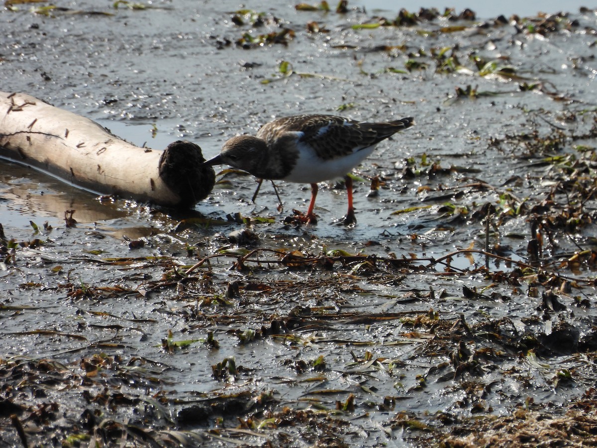 Ruddy Turnstone - ML641408651