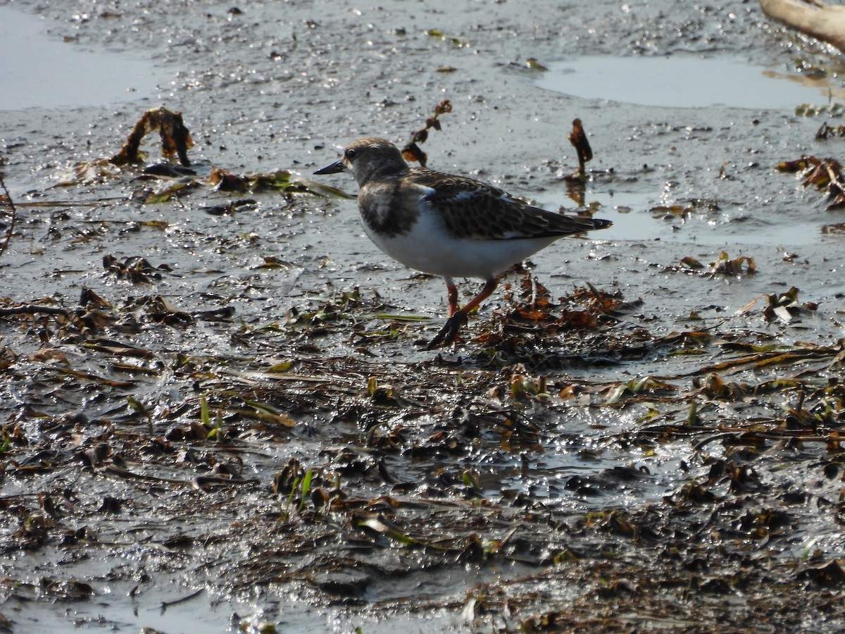 Ruddy Turnstone - ML641408652