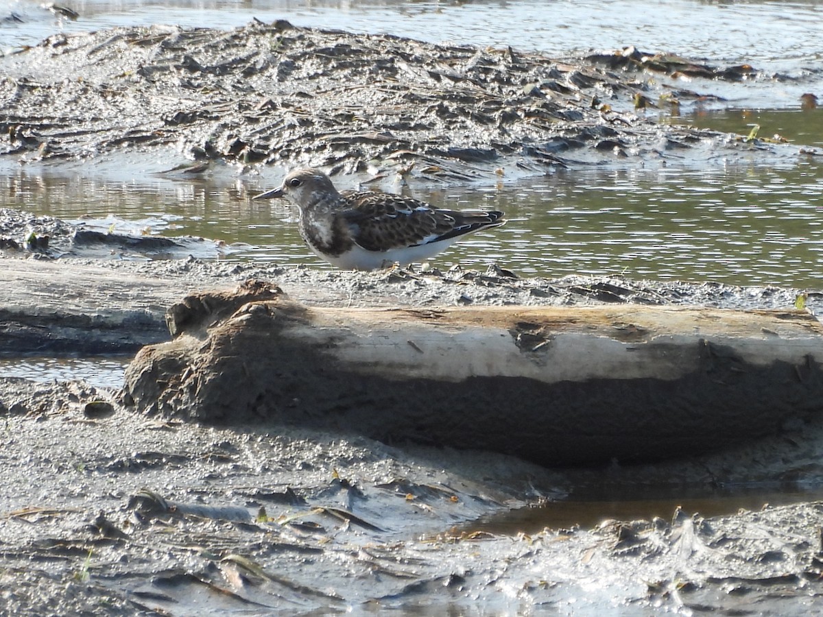 Ruddy Turnstone - ML641408653