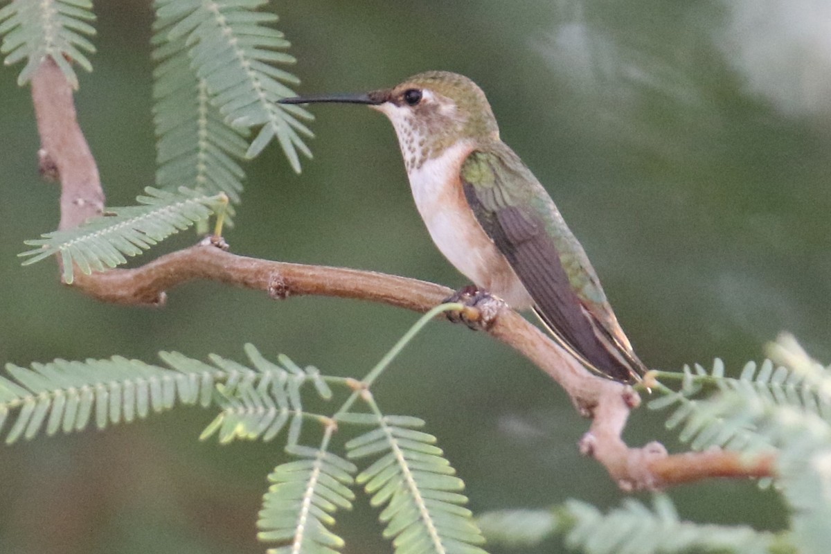 kalypta rezavolesklá - ML641408693