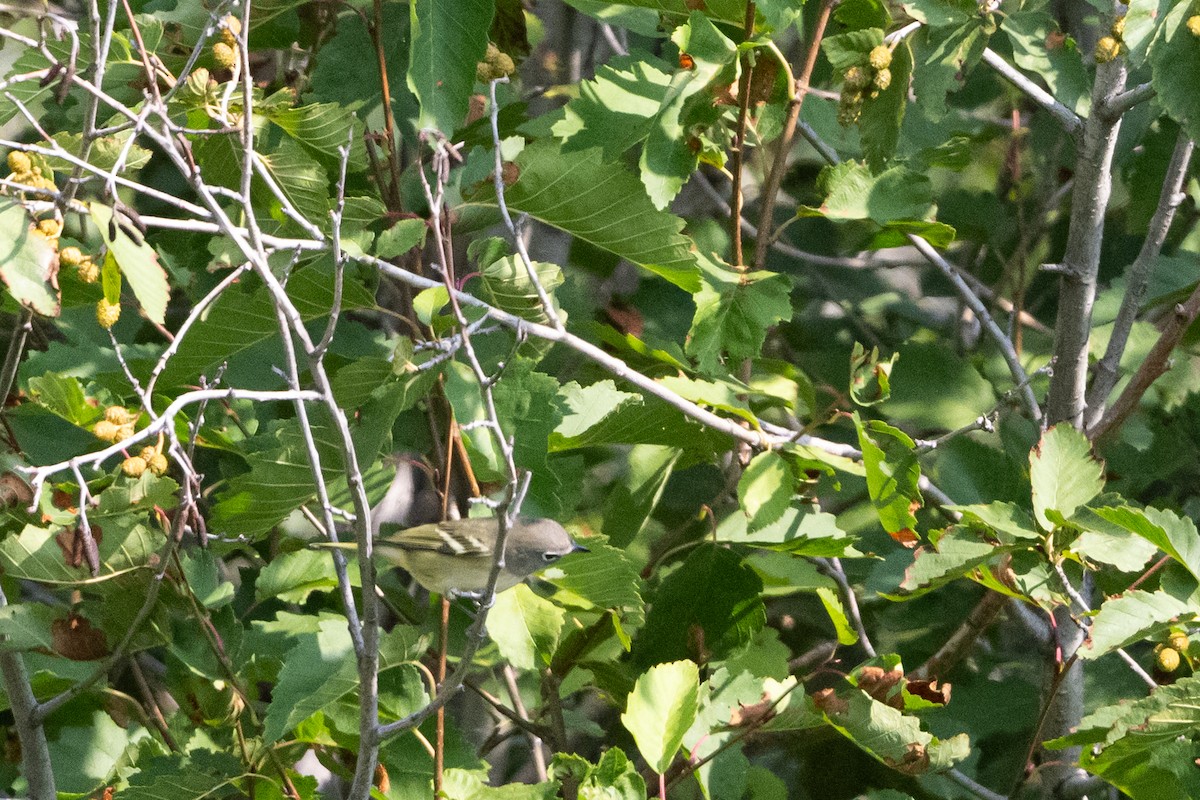Vireo de Cassin - ML641408699