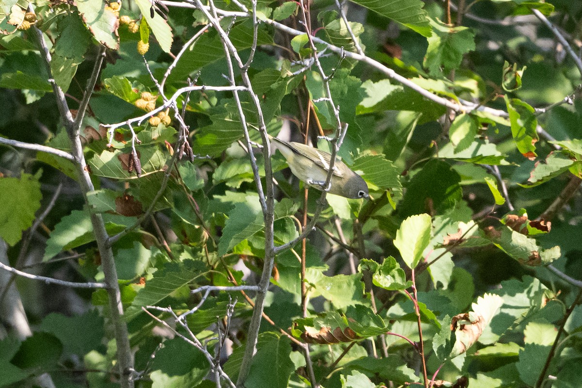 Vireo de Cassin - ML641408700