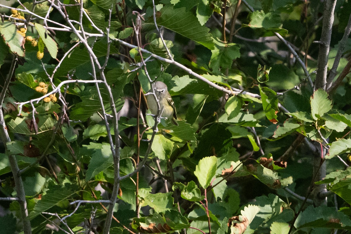 Vireo de Cassin - ML641408701