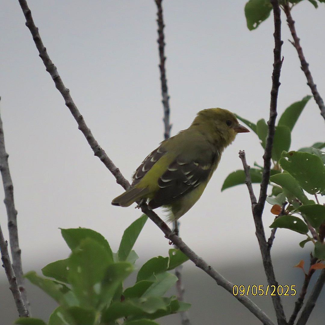 Piranga Carirroja - ML641408705
