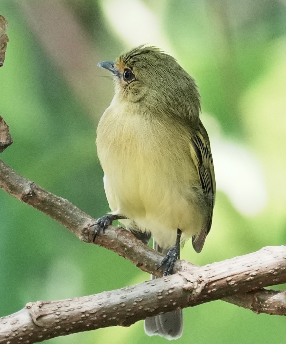 Ochre-lored Flatbill - ML641408715