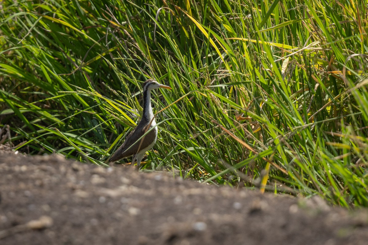 Northern Jacana - ML641408732