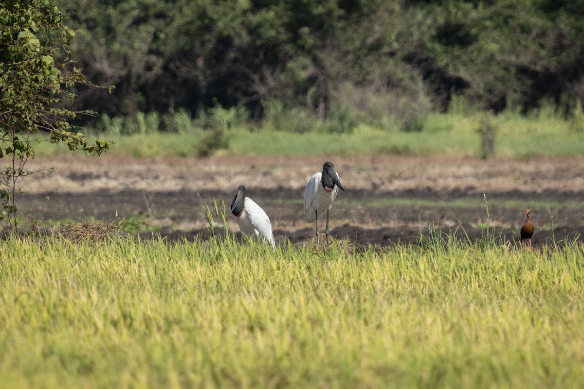 Jabiru - ML641408745
