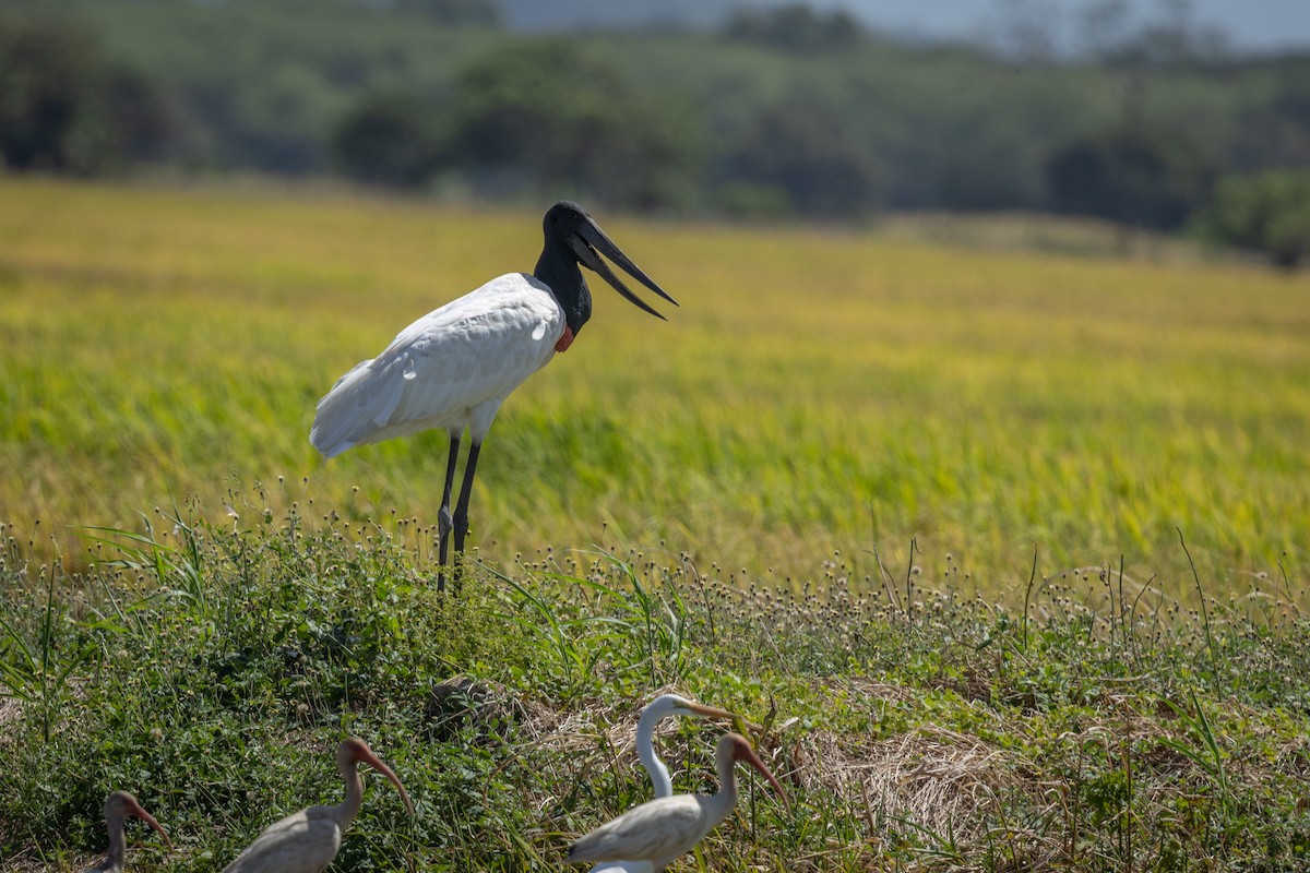 Jabiru - ML641408746