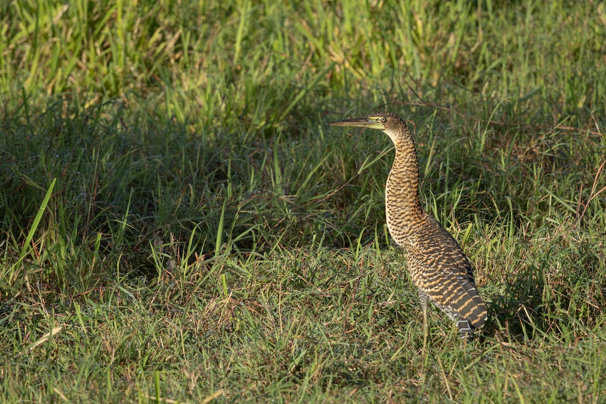 Bare-throated Tiger-Heron - ML641408753