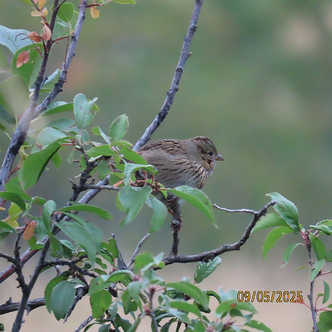 Lincoln's Sparrow - ML641408772
