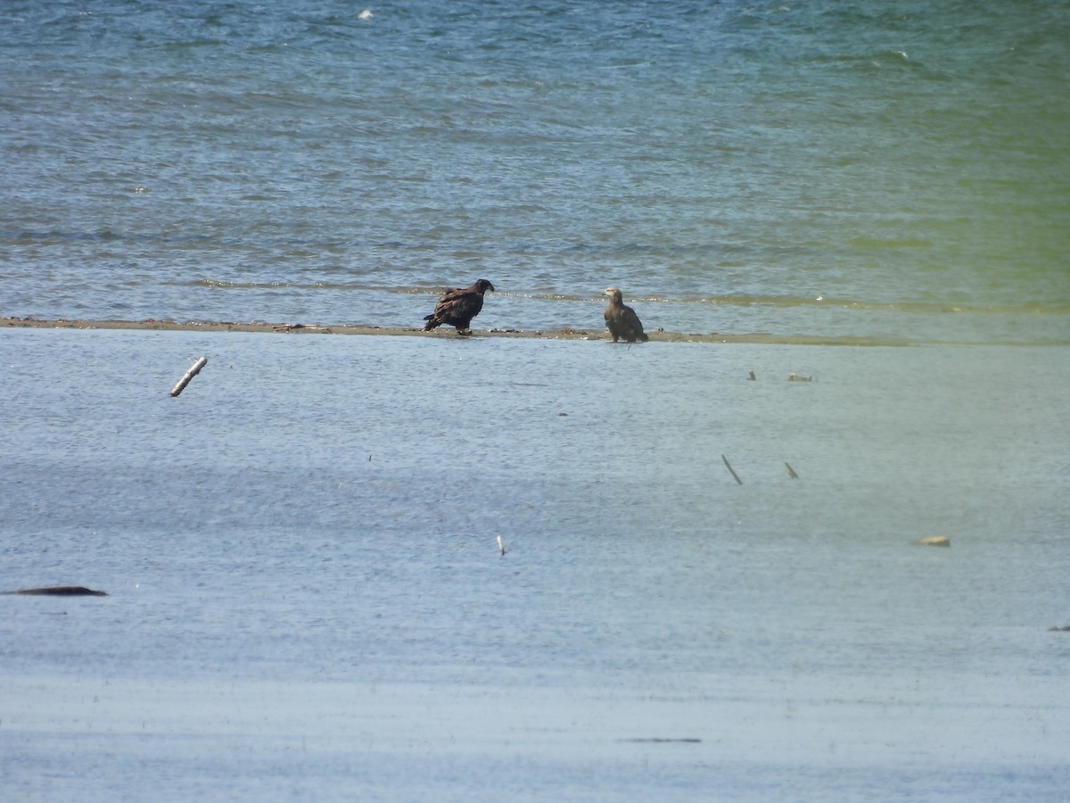 Bald Eagle - ML641408807