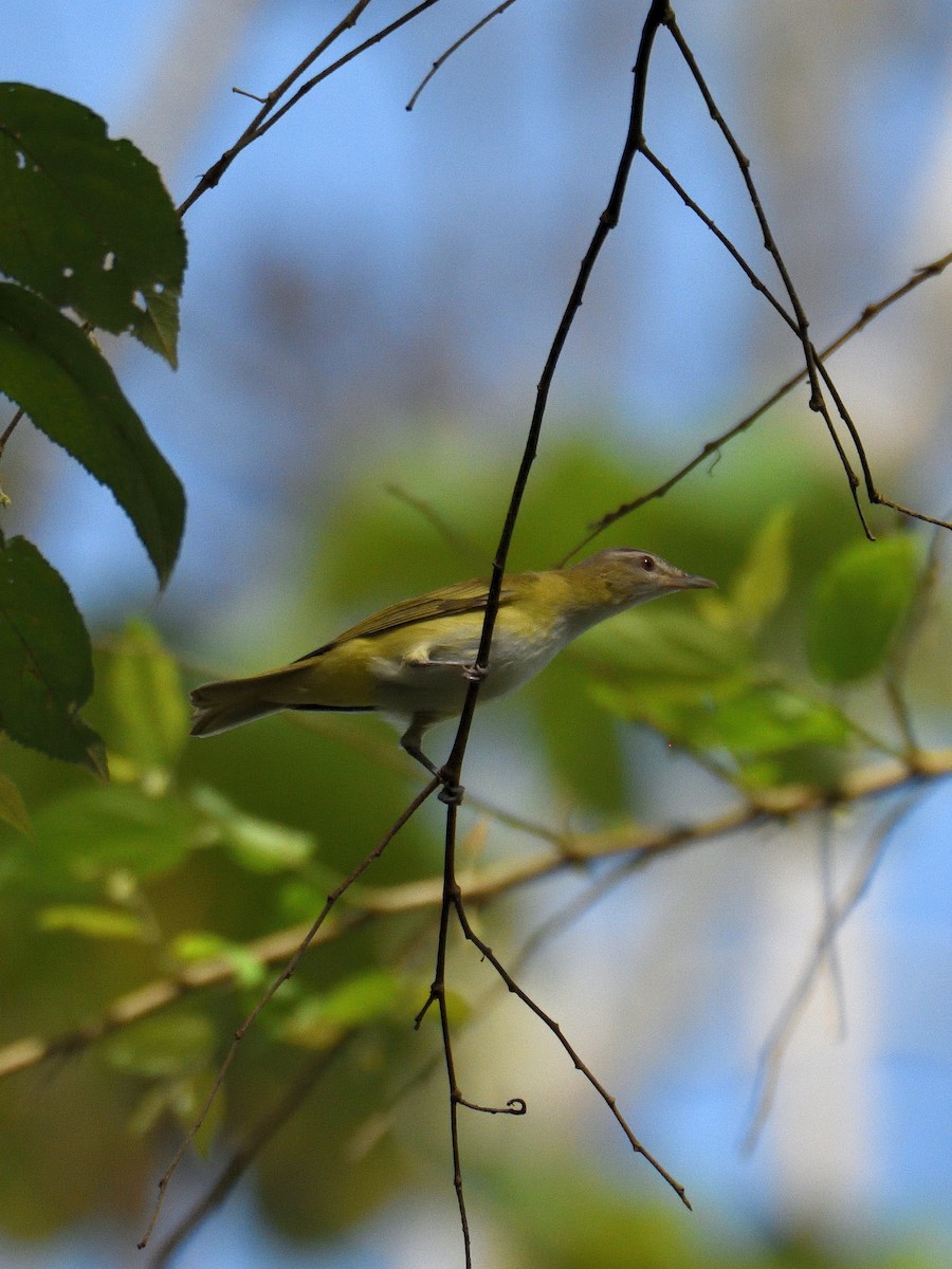 Yellow-green Vireo - ML641408827