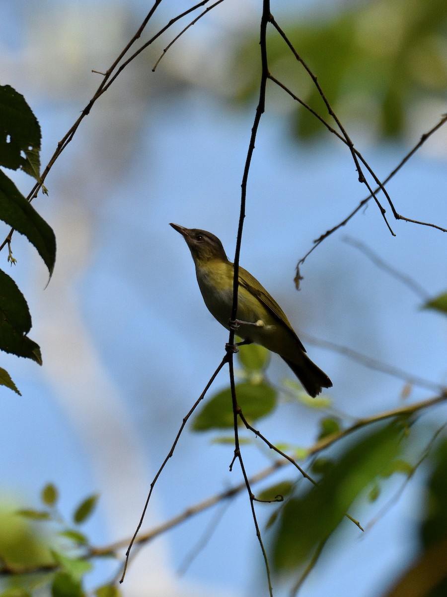 Yellow-green Vireo - ML641408828