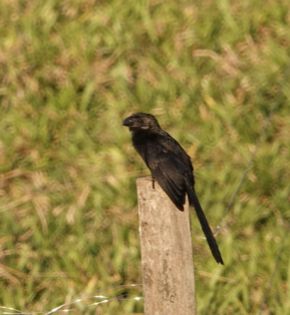 Smooth-billed Ani - ML641408848