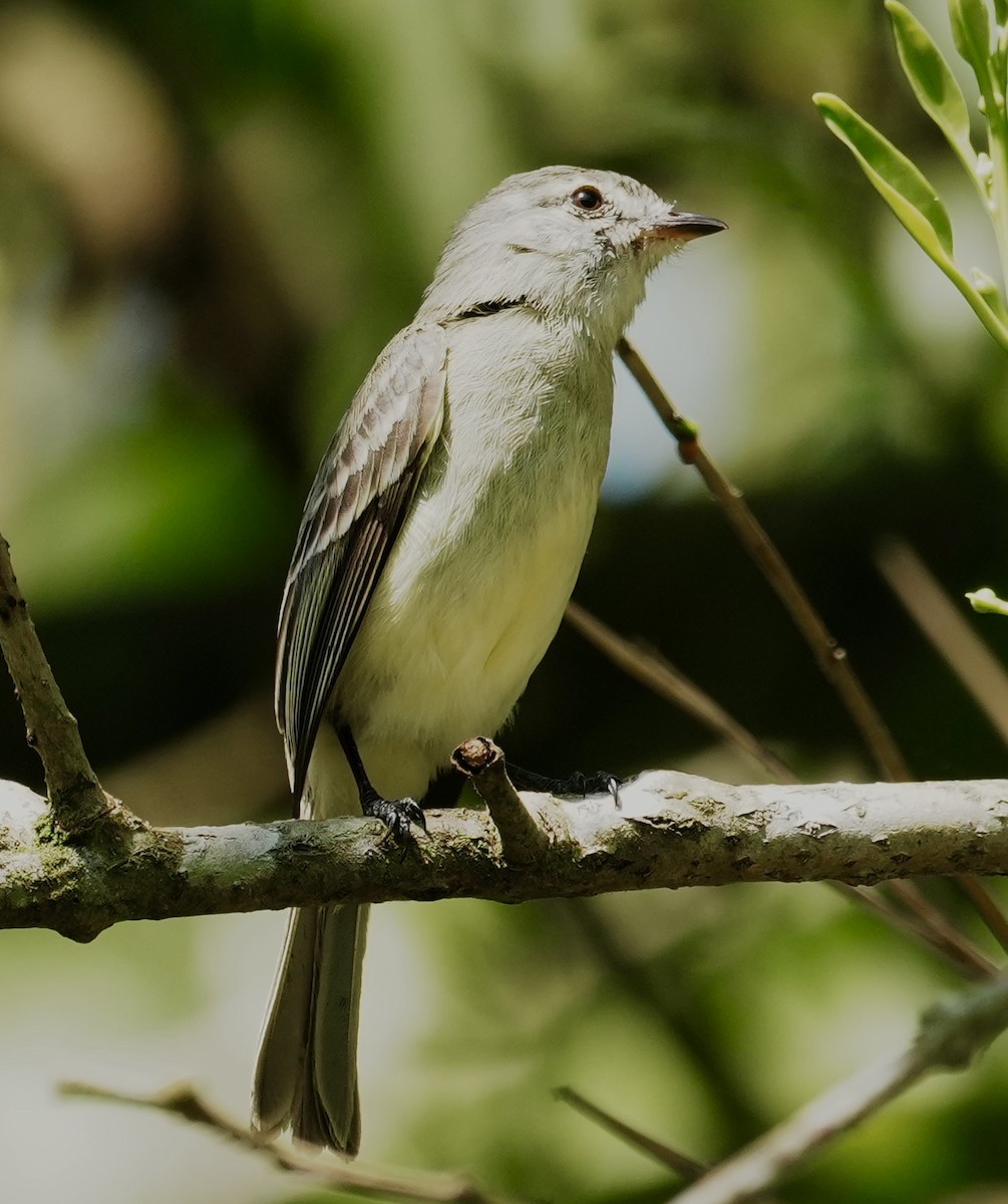 Mouse-colored Tyrannulet (Southern) - ML641408854