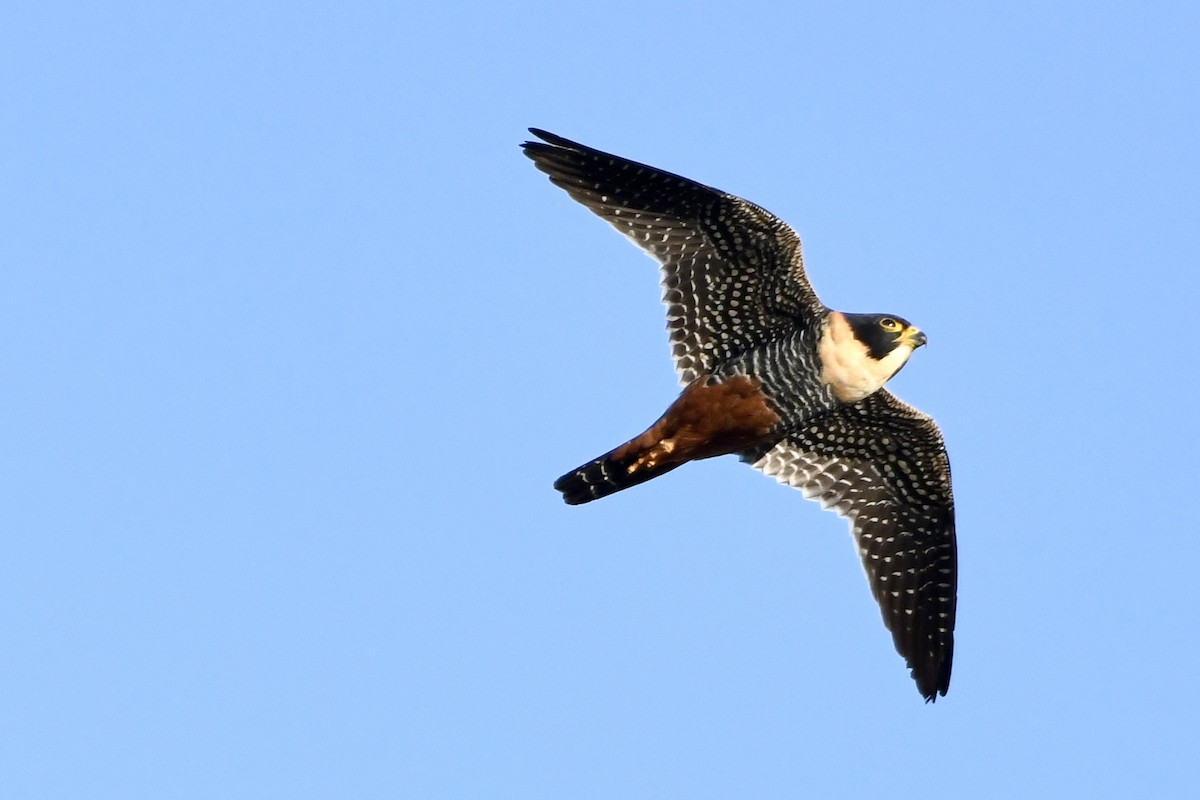 Bat Falcon - ML641408884