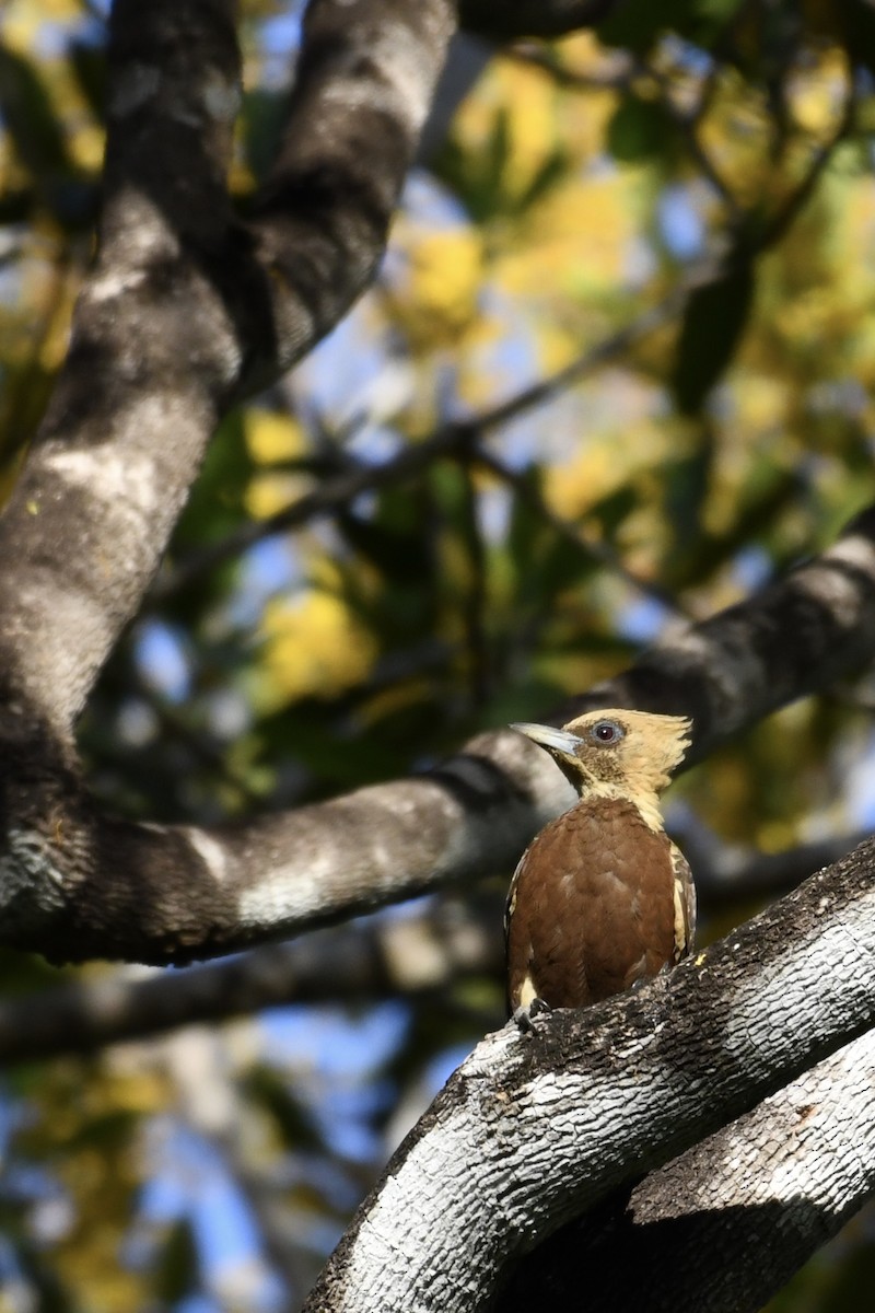 Pale-crested Woodpecker - ML641408903