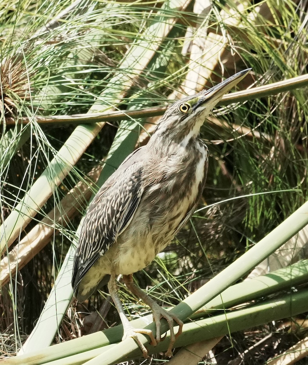 Striated Heron - ML641408914