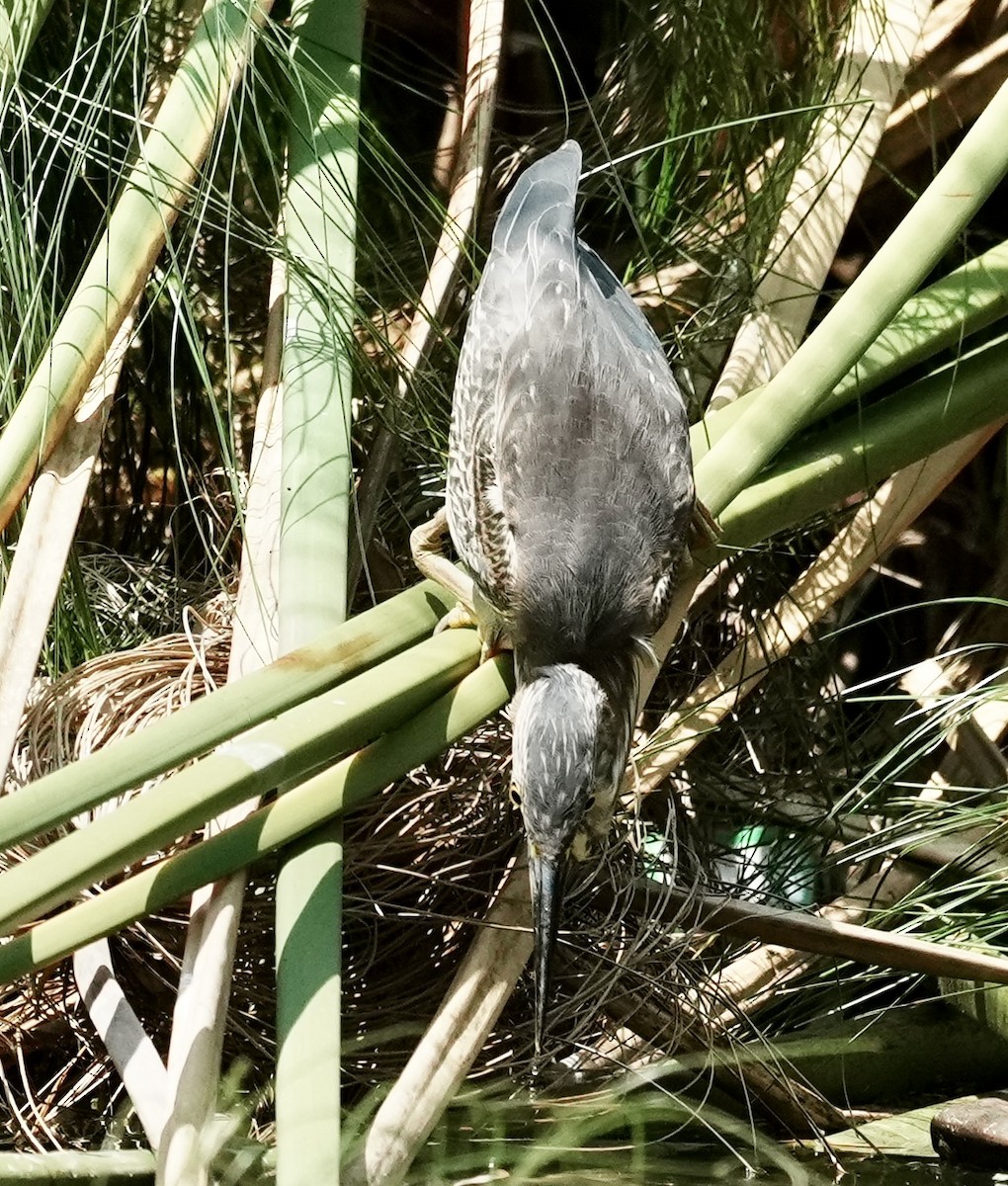 Striated Heron - ML641408915