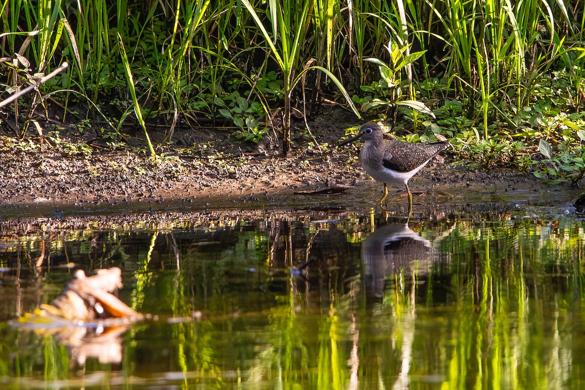 Solitary Sandpiper - ML641408921