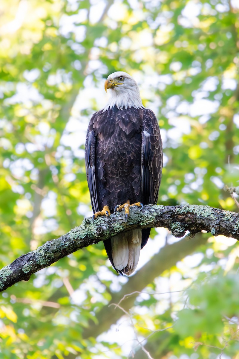 Bald Eagle - ML641408939
