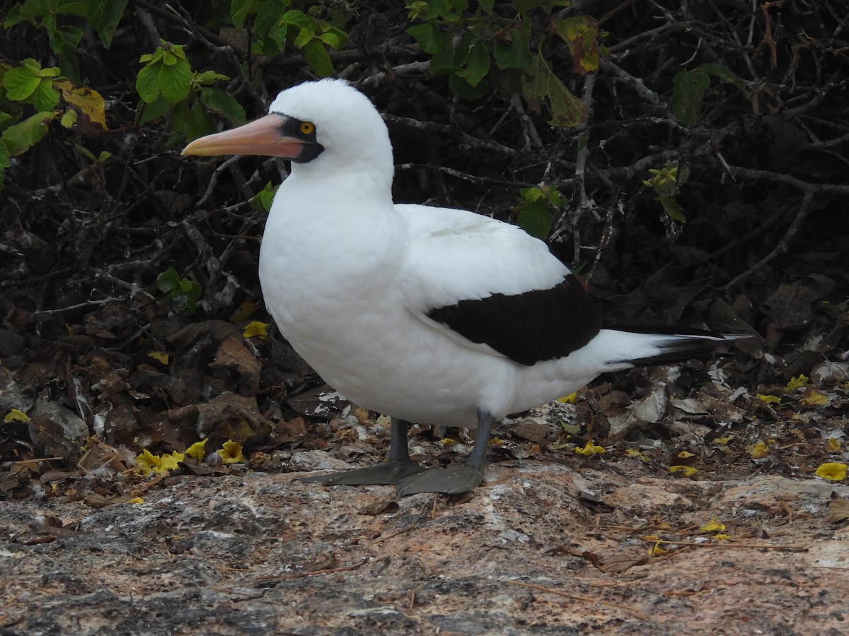 Nazca Booby - ML641408942