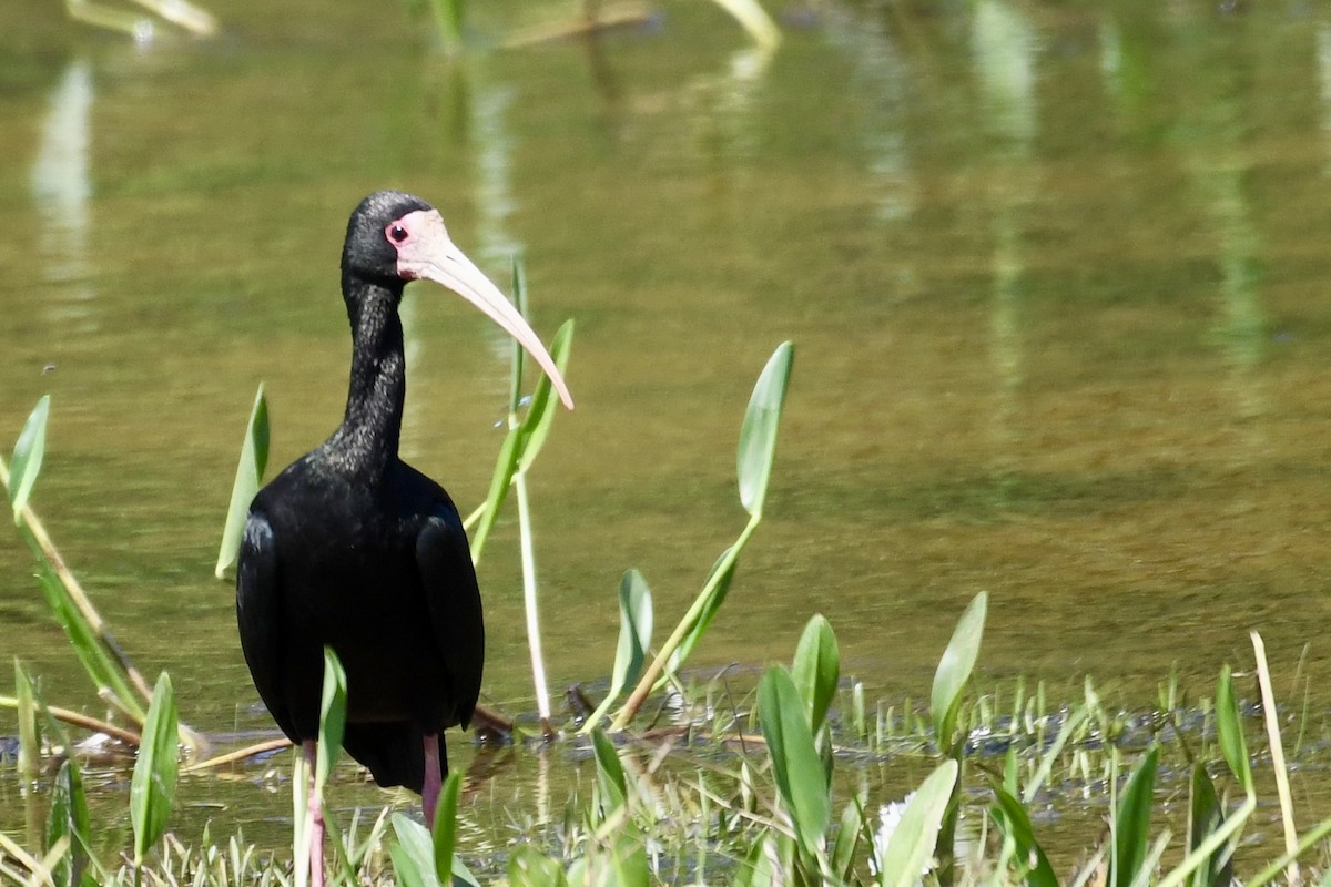 Bare-faced Ibis - ML641408957