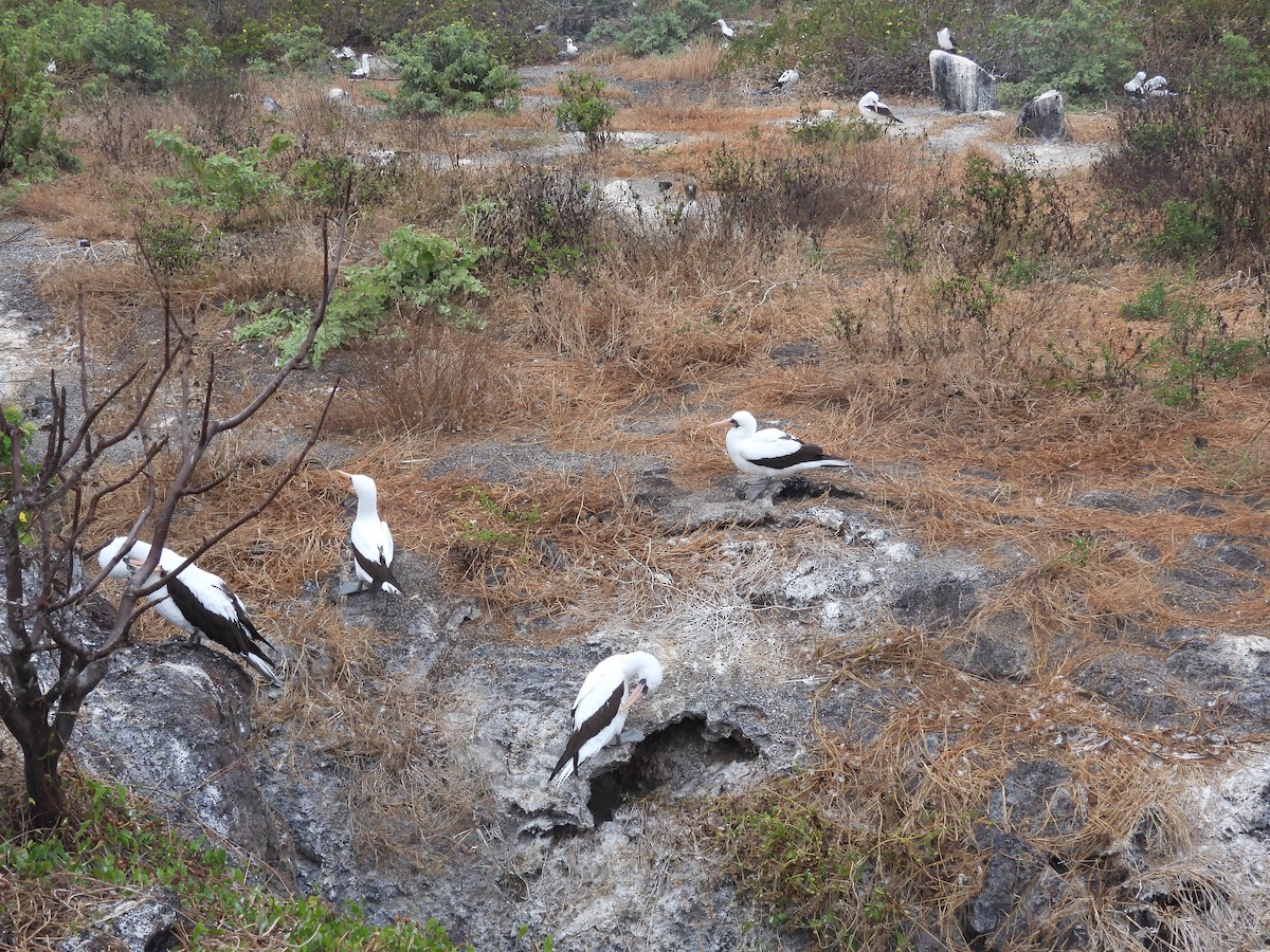 Nazca Booby - ML641408958
