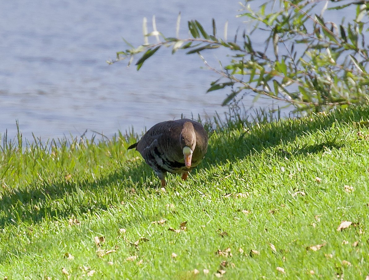 Greater White-fronted Goose - ML641408966