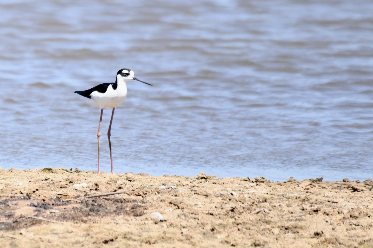 Black-necked Stilt - ML641408967