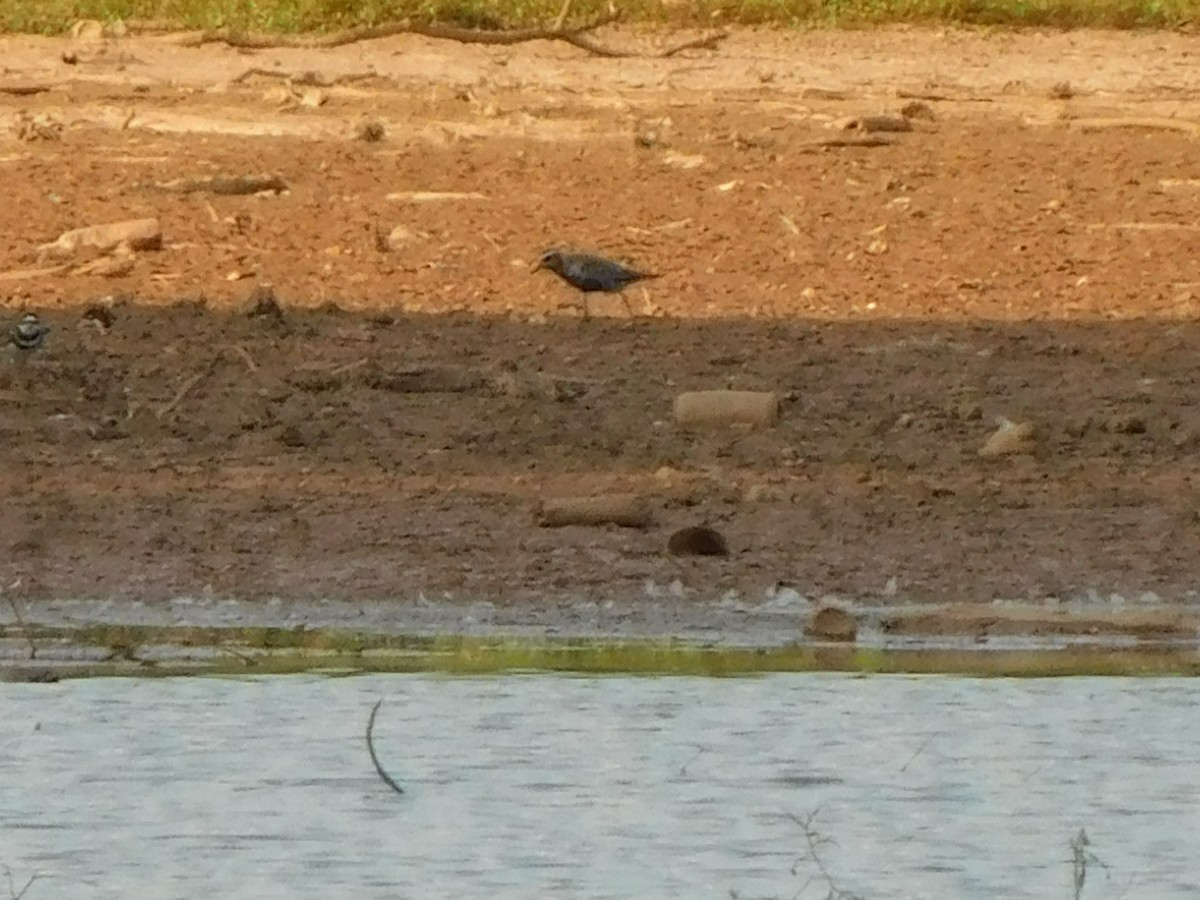American Golden-Plover - ML641408968