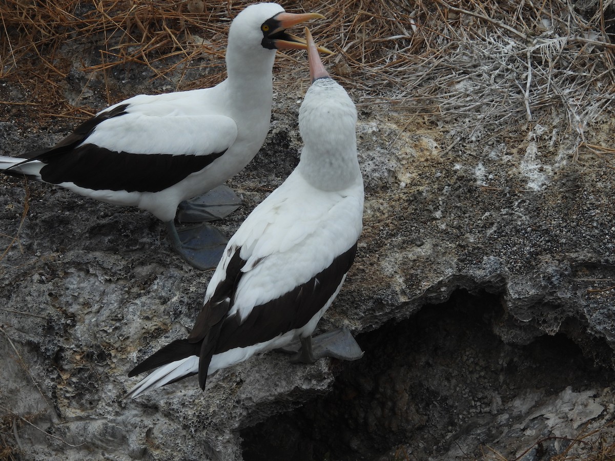 Nazca Booby - ML641408982