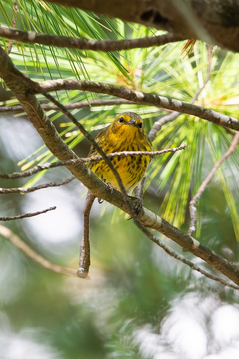 Cape May Warbler - ML641408991