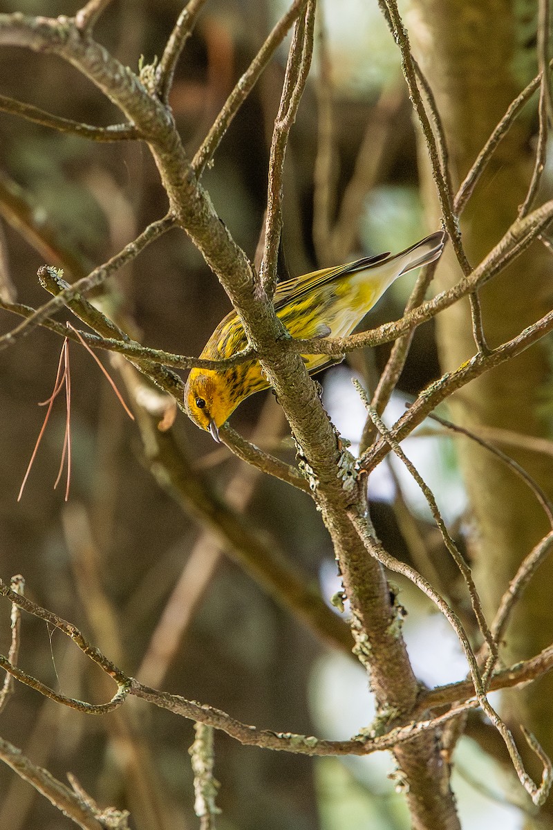 Cape May Warbler - ML641408992