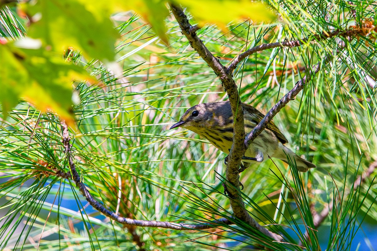 Cape May Warbler - ML641408993