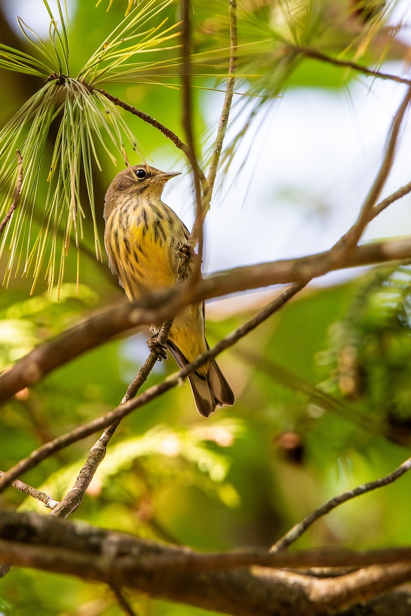 Cape May Warbler - ML641408994
