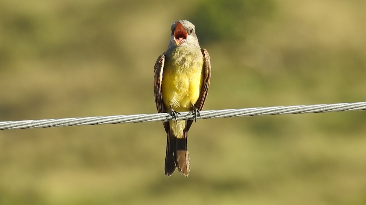 Tropical Kingbird - ML641409010