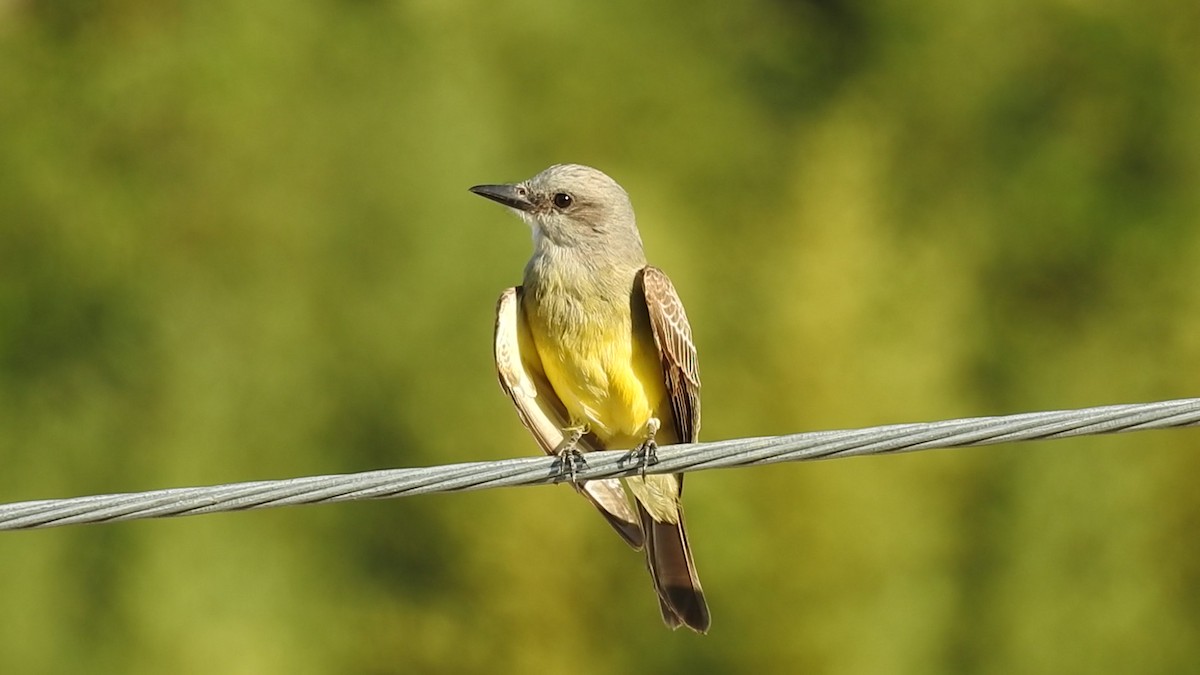 Tropical Kingbird - ML641409011