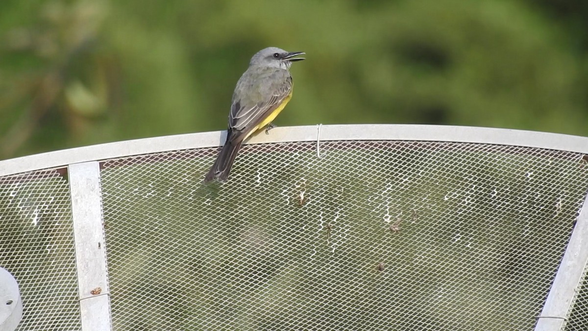 Tropical Kingbird - ML641409012