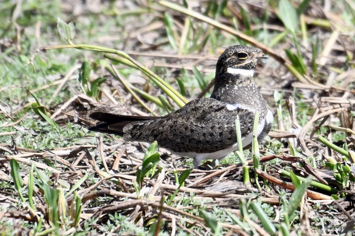Nacunda Nighthawk - ML641409027