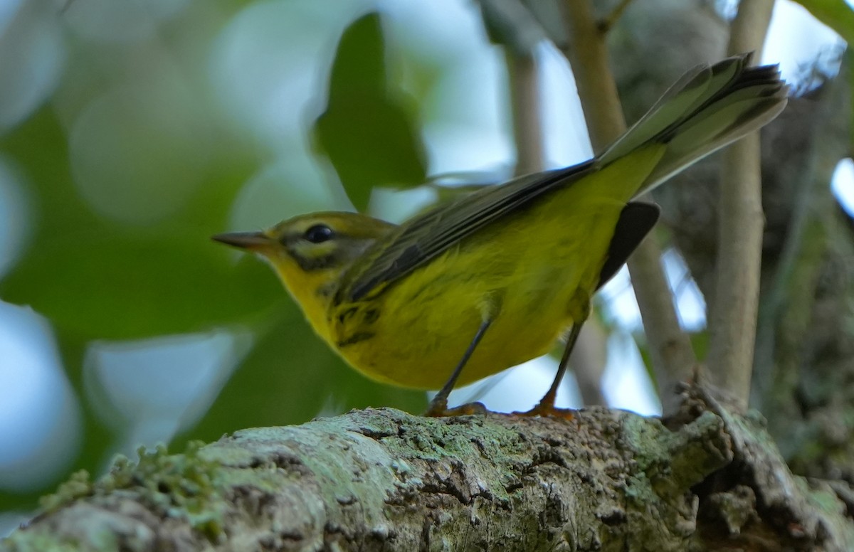 Prairie Warbler - ML641409036