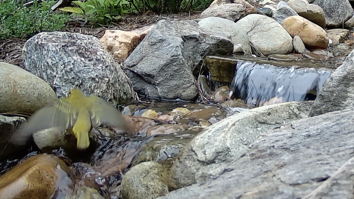 ナツフウキンチョウ - ML641409037