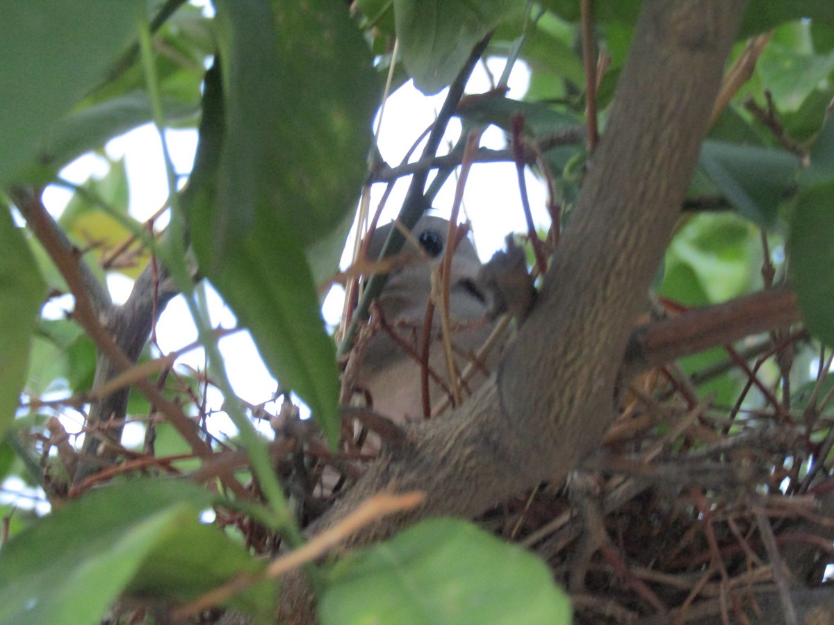 Eared Dove - ML641409040
