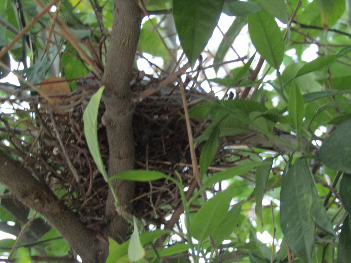 Eared Dove - ML641409041