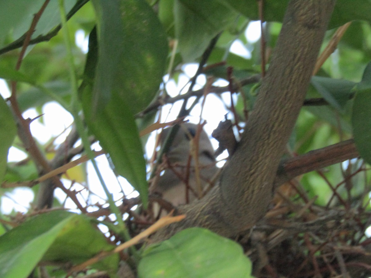 Eared Dove - ML641409042