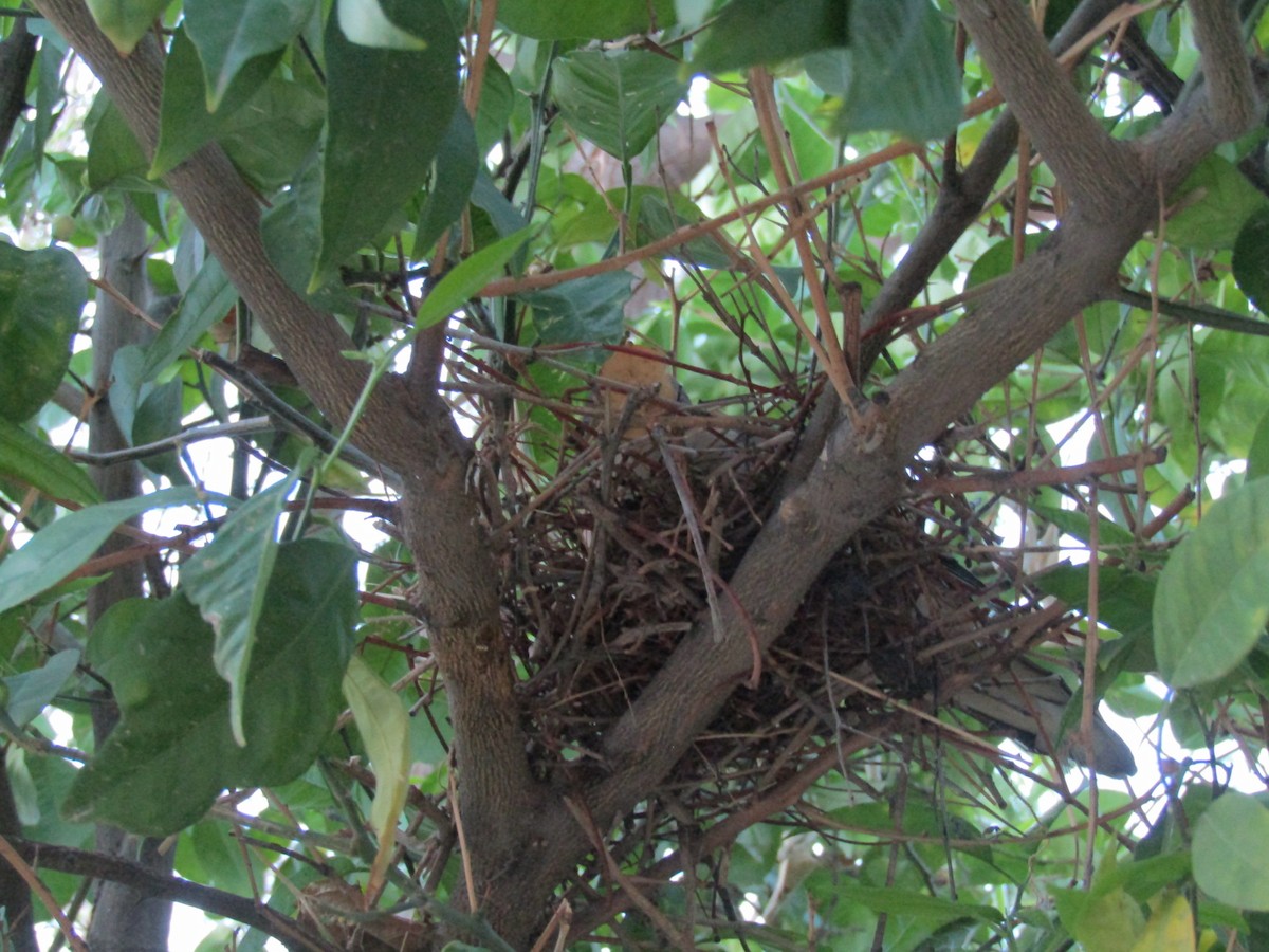 Eared Dove - ML641409043