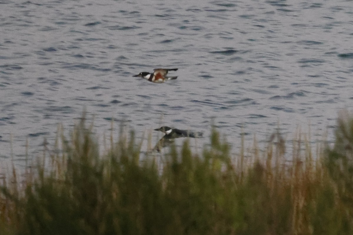 Belted Kingfisher - ML641409047