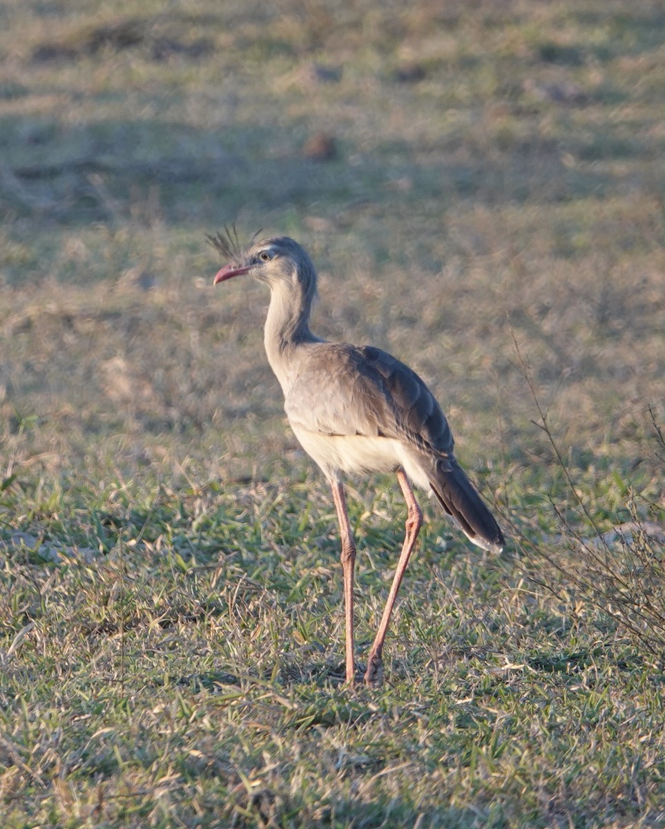 Red-legged Seriema - ML641409050